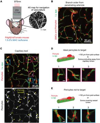 In vivo Single Cell Optical Ablation of Brain Pericytes